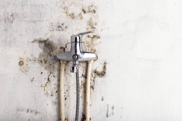 Best Residential Mold Remediation in Forestbrook, SC