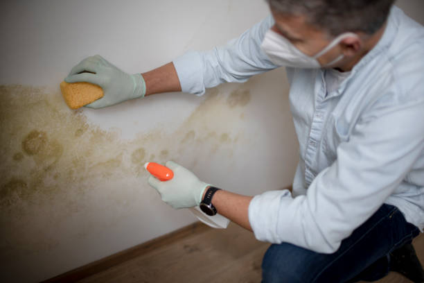 Best Industrial Mold Remediation in Forestbrook, SC