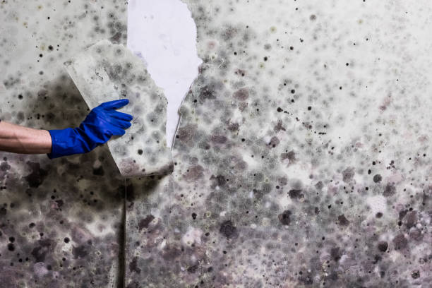 Best Emergency Mold Remediation in Forestbrook, SC